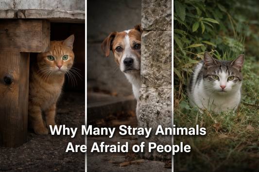 Why Many Stray Animals Are Afraid of People